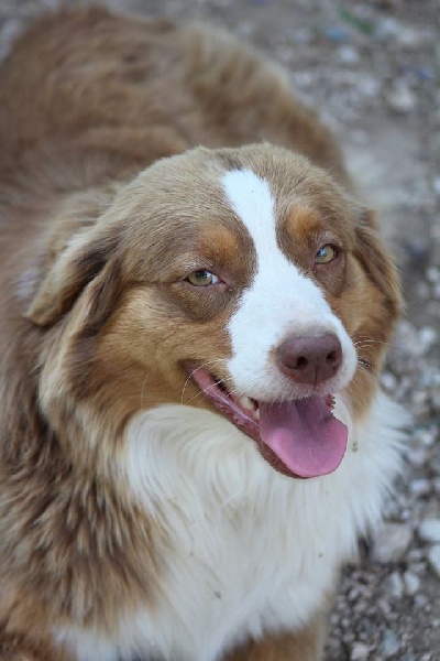 Ginger (Sans Affixe)