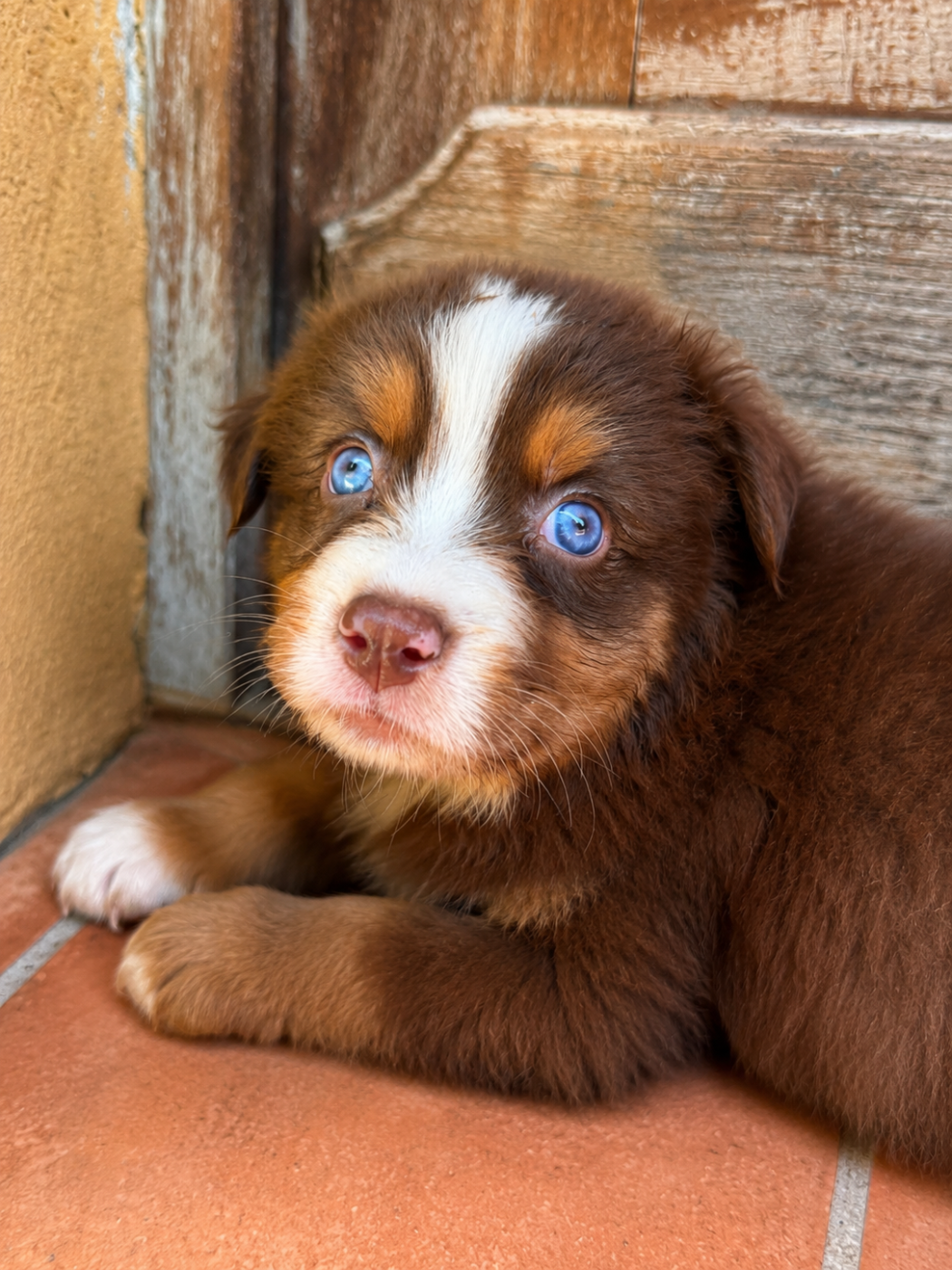 de la Victoire des Dieux - Chiots disponibles - Berger Australien