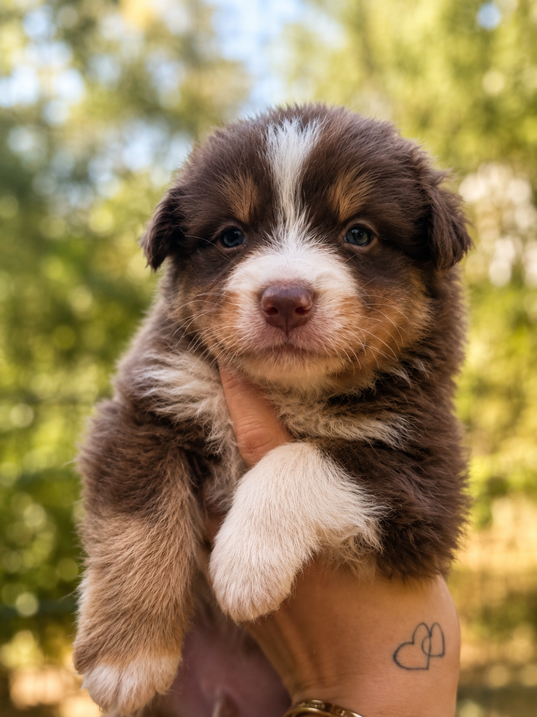 de la Victoire des Dieux - Chiots disponibles - Berger Australien