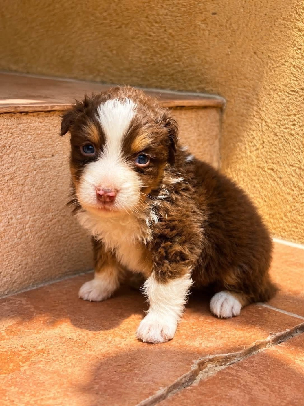 de la Victoire des Dieux - Chiots disponibles - Berger Australien