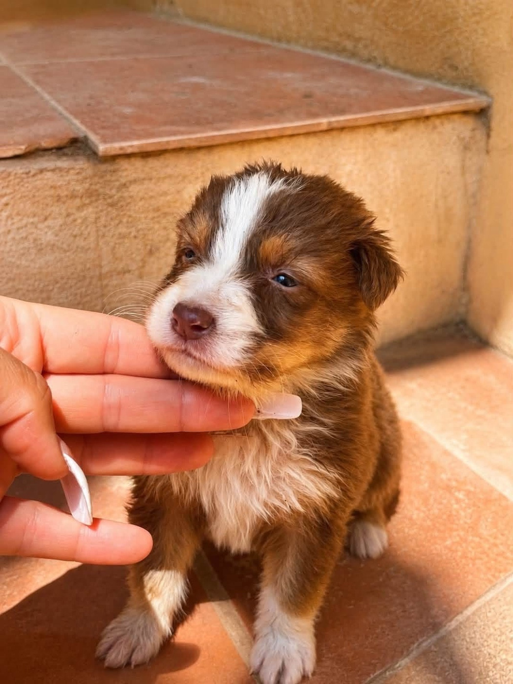de la Victoire des Dieux - Chiots disponibles - Berger Australien