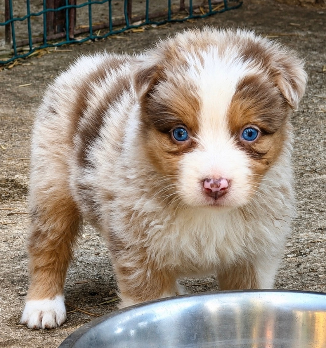 de la Victoire des Dieux - Chiots disponibles - Berger Australien