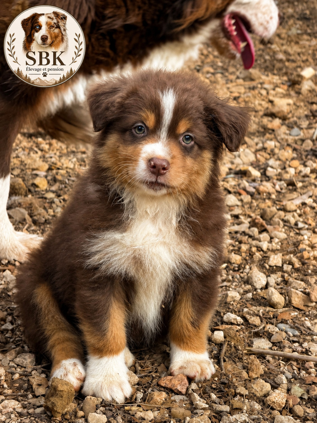 de la Victoire des Dieux - Chiots disponibles - Berger Australien