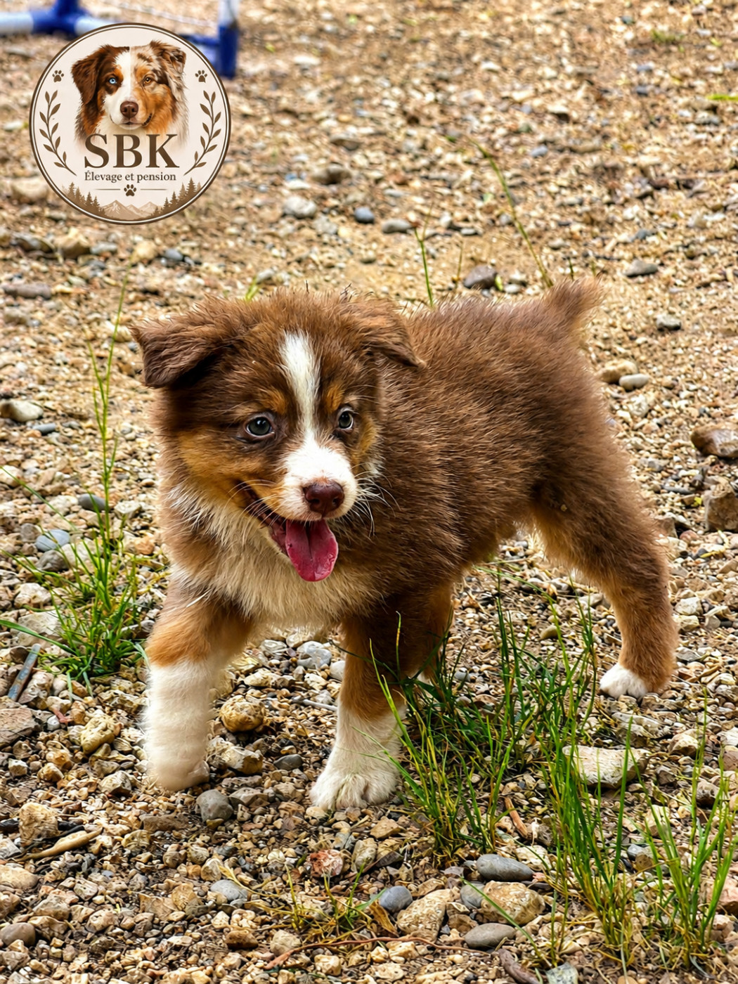 de la Victoire des Dieux - Chiots disponibles - Berger Australien