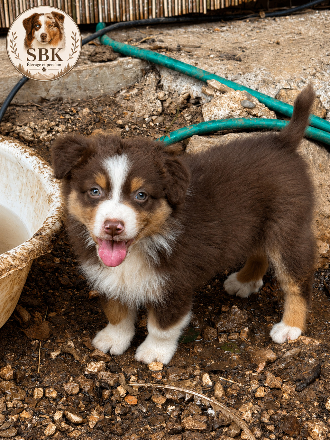 de la Victoire des Dieux - Chiots disponibles - Berger Australien