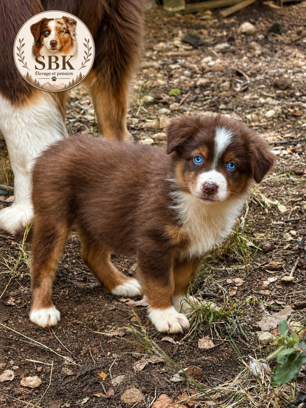 de la Victoire des Dieux - Chiots disponibles - Berger Australien