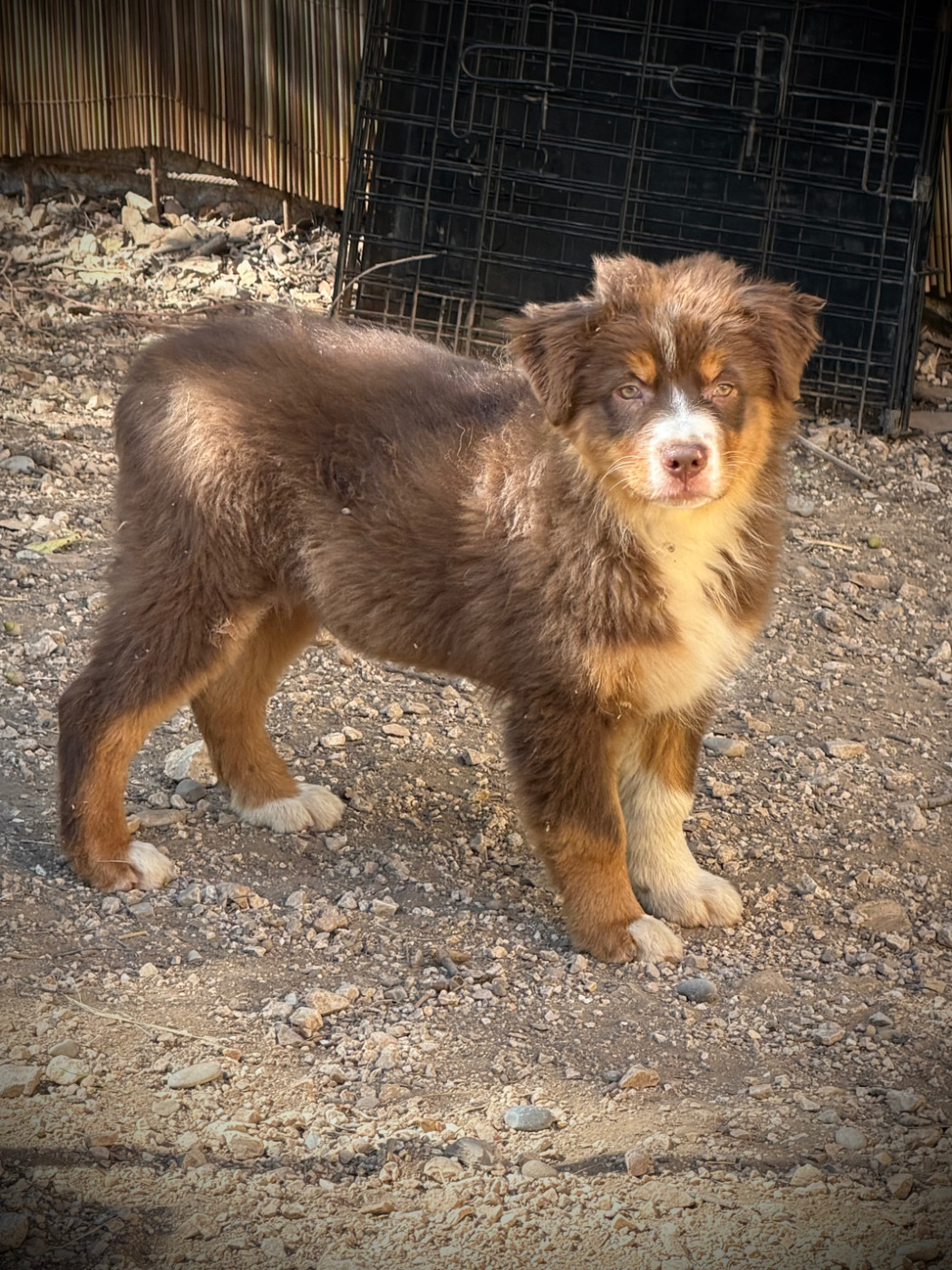 de la Victoire des Dieux - Chiots disponibles - Berger Australien