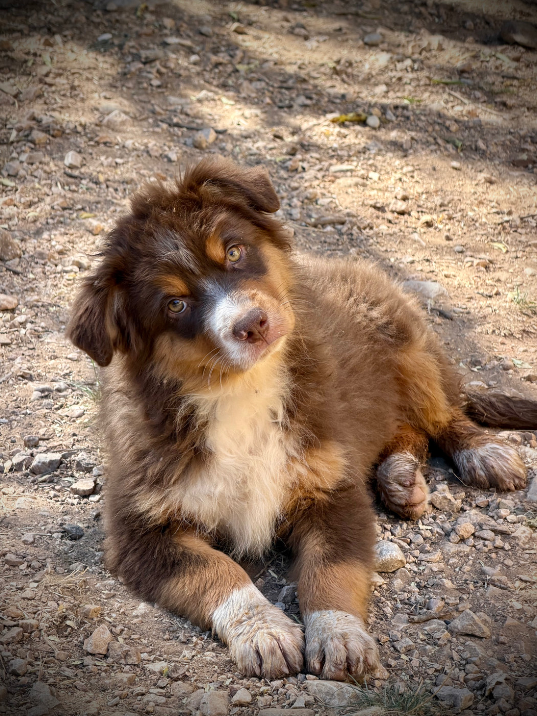 de la Victoire des Dieux - Chiots disponibles - Berger Australien