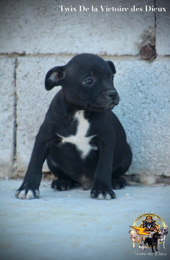 de la Victoire des Dieux - Chiots disponibles - Staffordshire Bull Terrier