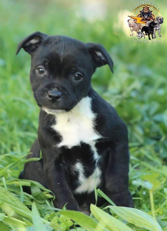 de la Victoire des Dieux - Chiots disponibles - Staffordshire Bull Terrier